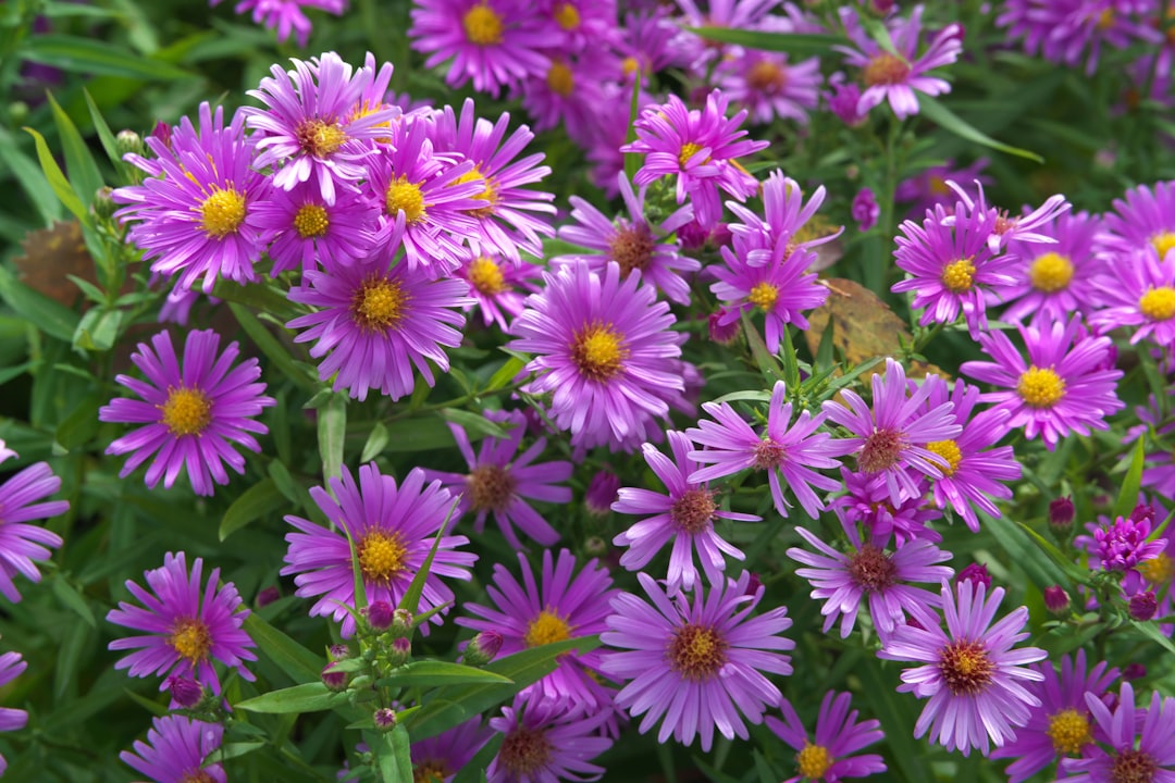 Photo garden with seasonal flowers