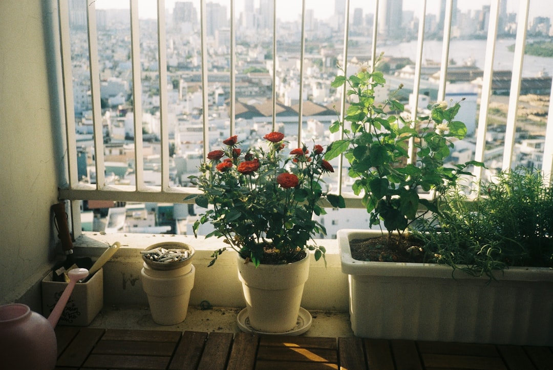 Photo choose balcony plants