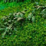 Photo vertical garden